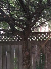 Crataegus crus-galli