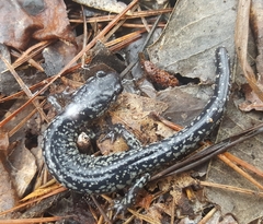 Plethodon variolatus