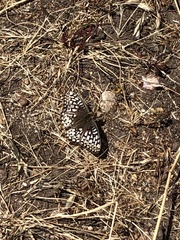 Speyeria callippe comstocki