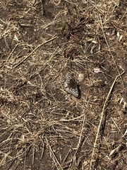 Speyeria callippe comstocki