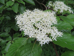 Cornus controversa