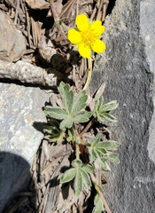 Potentilla concinna