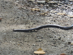 Clelia equatoriana