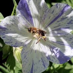 Andrena bicolor