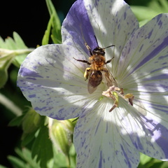 Andrena bicolor