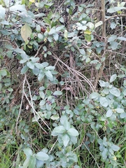 Citharexylum ilicifolium