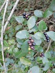 Citharexylum ilicifolium