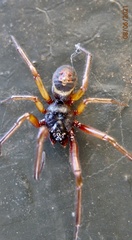 Steatoda nobilis