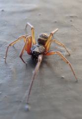 Steatoda nobilis