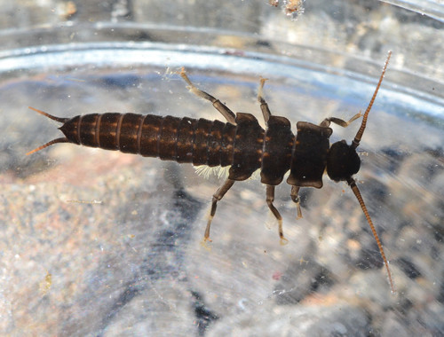 Ebony Salmonfly photo 2
