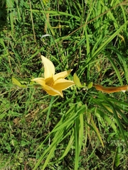Hemerocallis lilioasphodelus