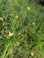 Hemerocallis lilioasphodelus