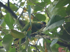 Leptosittaca branickii