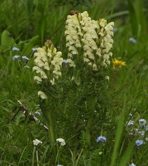 Pedicularis comosa