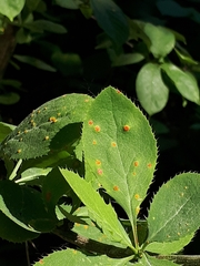 Puccinia graminis