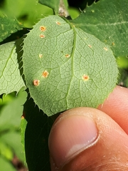 Puccinia graminis