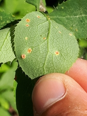 Puccinia graminis