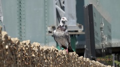 Columba livia domestica
