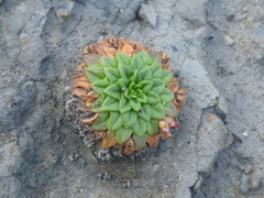 Plantago triantha
