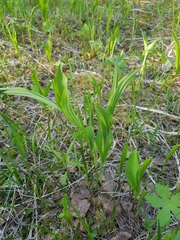 Cypripedium calceolus
