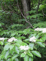 Cornus controversa