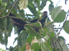Leptosittaca branickii