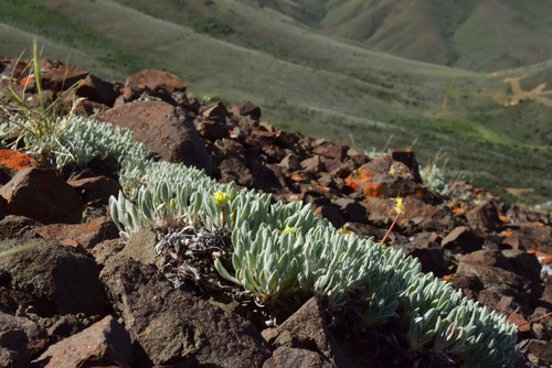 Eriogonum crosbyae