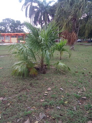 Thrinax radiata