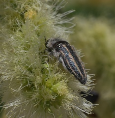 Acmaeodera pubiventris