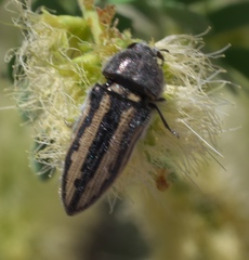 Acmaeodera pubiventris