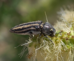 Acmaeodera pubiventris