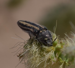 Acmaeodera pubiventris