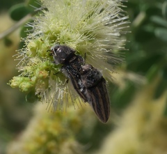 Acmaeodera pubiventris