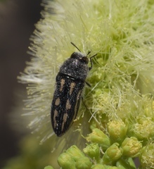 Acmaeodera pubiventris