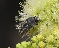 Acmaeodera pubiventris