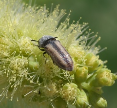 Acmaeodera pubiventris