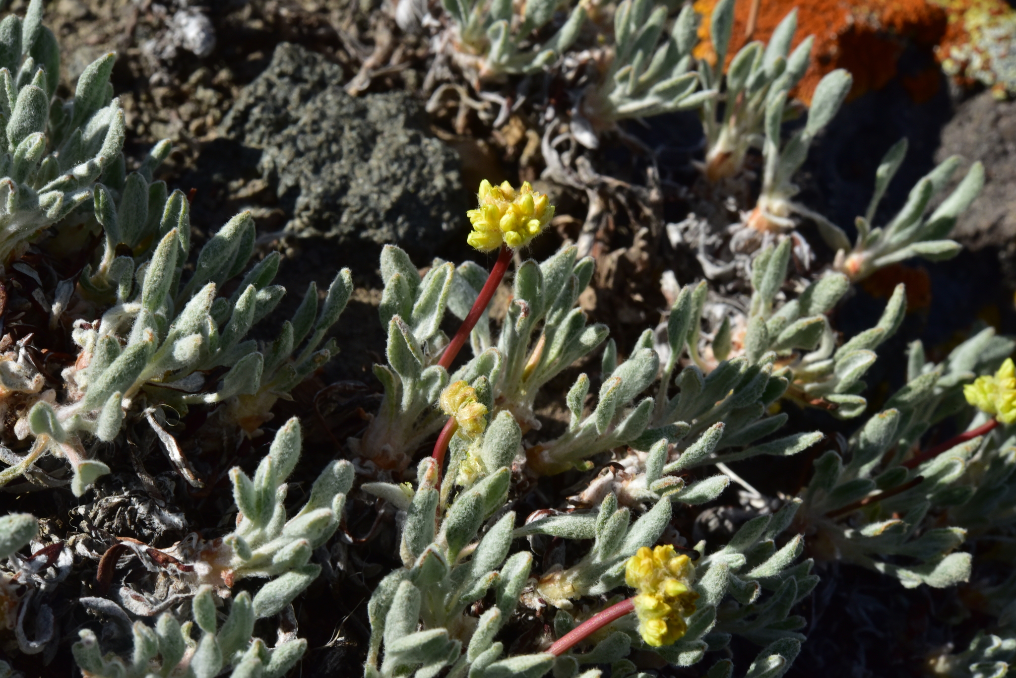 Eriogonum crosbyae