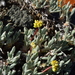 Eriogonum crosbyae - Photo (c) Jeff Bisbee, osa oikeuksista pidätetään (CC BY-NC), lähettänyt Jeff Bisbee