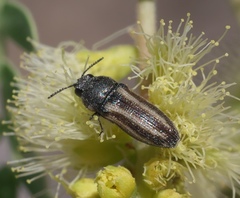 Acmaeodera quadrivittata