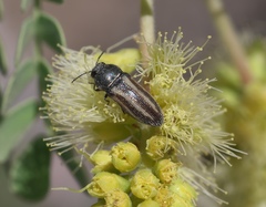Acmaeodera quadrivittata