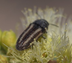 Acmaeodera quadrivittata