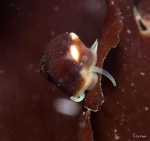 Lacuna marmorata observed 2021-05-29