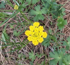Pseudocymopterus