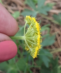 Pseudocymopterus