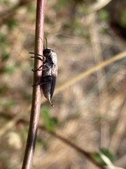 Nanularia