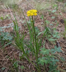 Pseudocymopterus