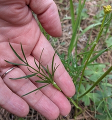 Pseudocymopterus