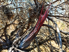 Tillandsia circinnatioides