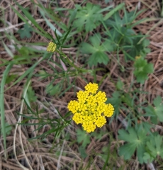 Pseudocymopterus