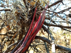 Tillandsia circinnatioides